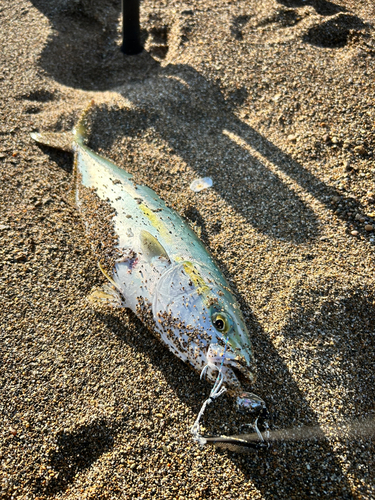 ハマチの釣果