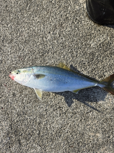 ツバスの釣果