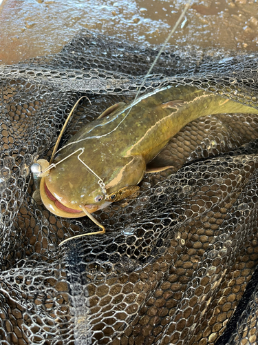 ナマズの釣果