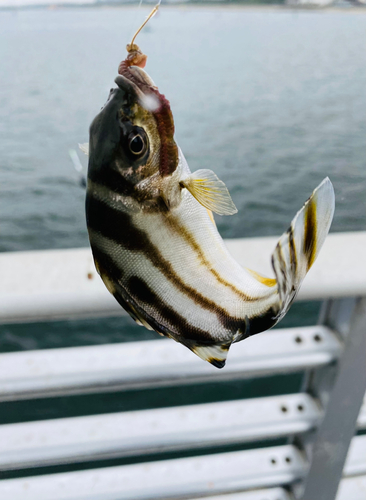 コトヒキの釣果