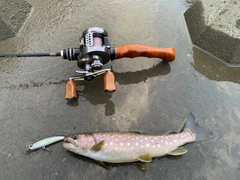 アメマスの釣果