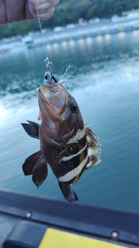 アオハタの釣果