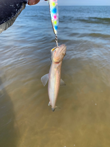 エソの釣果