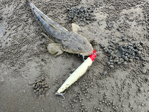 マゴチの釣果