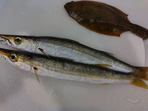 カマスの釣果