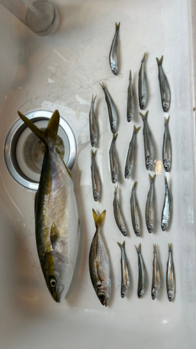 ツバスの釣果