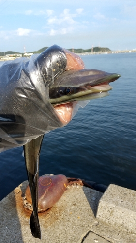 コバンザメの釣果