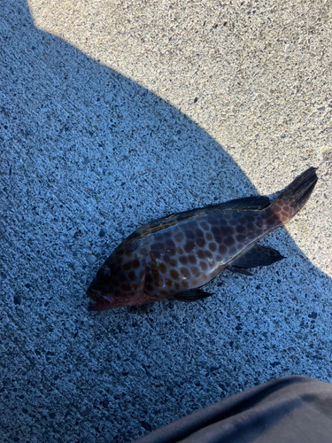 オオモンハタの釣果