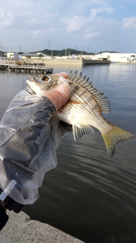 キビレの釣果