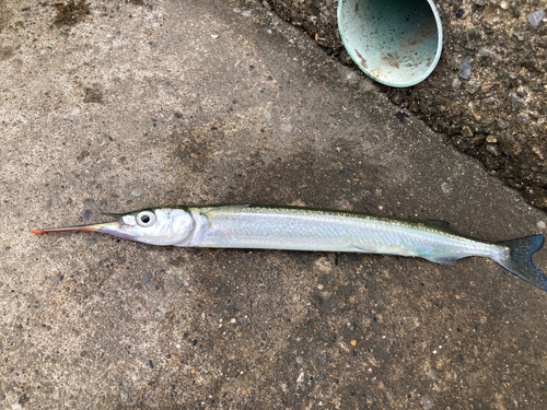 サヨリの釣果