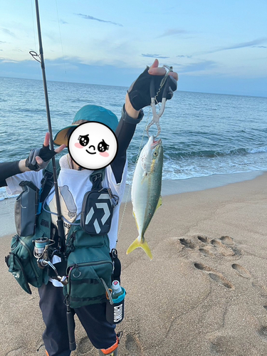 ツバスの釣果