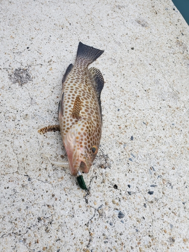 オオモンハタの釣果