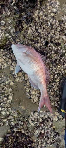 マダイの釣果