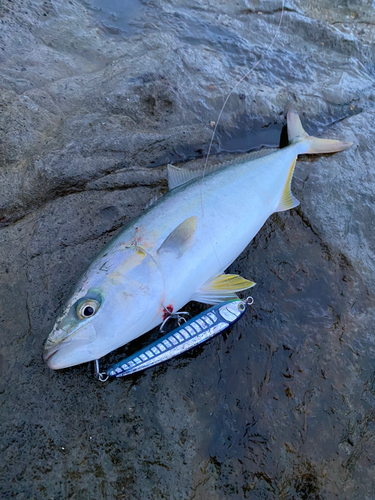 イナダの釣果