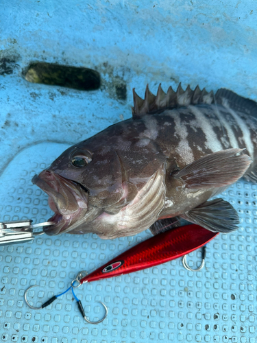 マハタの釣果