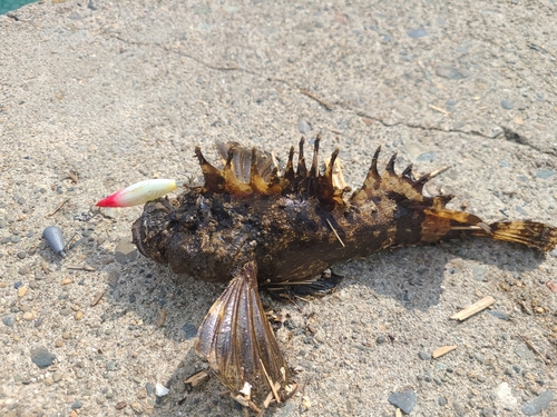 オニオコゼの釣果