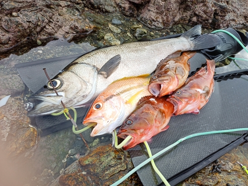 ヒラスズキの釣果