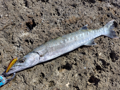 オニカマスの釣果