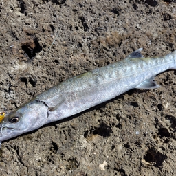 オニカマス