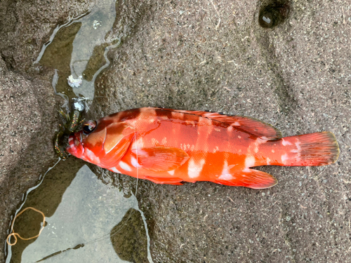 アカハタの釣果