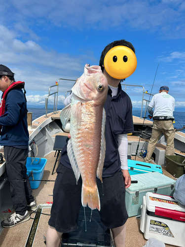 シロアマダイの釣果