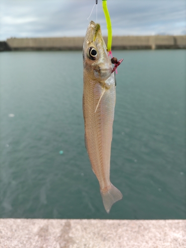 キスの釣果