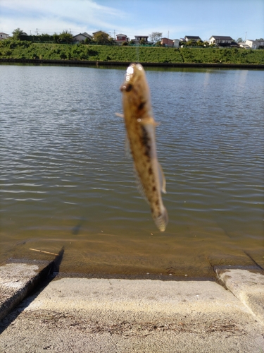 ハゼの釣果