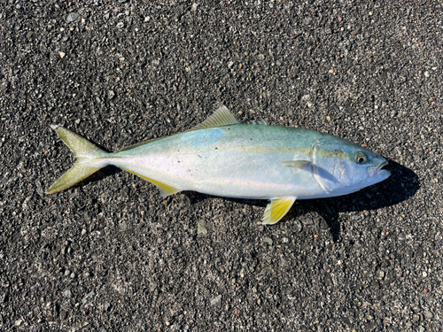 イナダの釣果