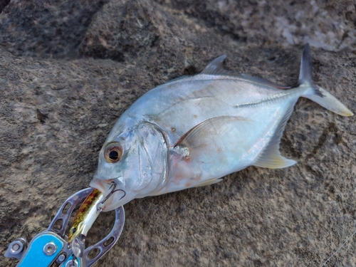 ロウニンアジの釣果