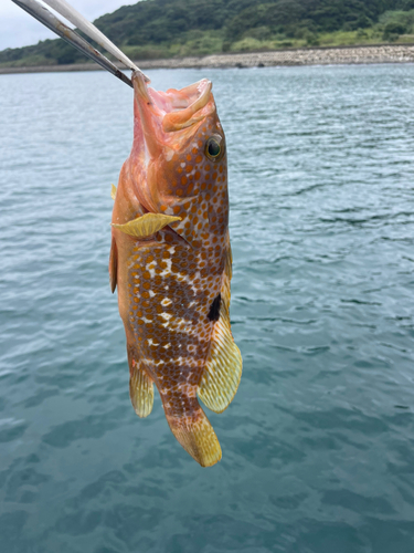 キジハタの釣果