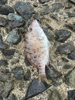 シロダイの釣果