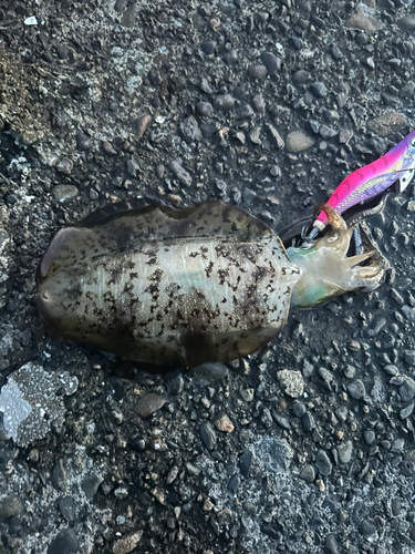 アオリイカの釣果