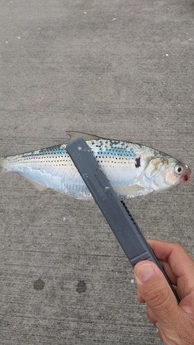 コノシロの釣果