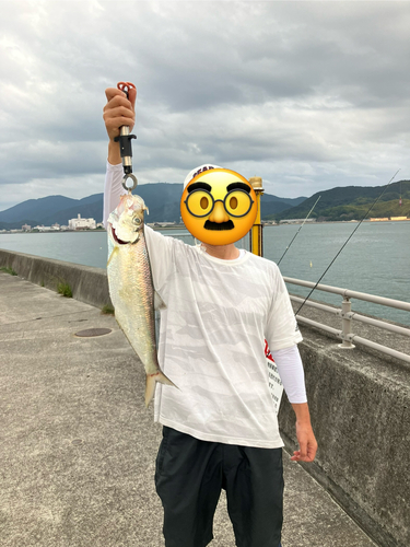 ニシンの釣果