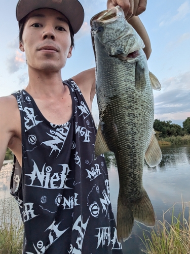 ブラックバスの釣果