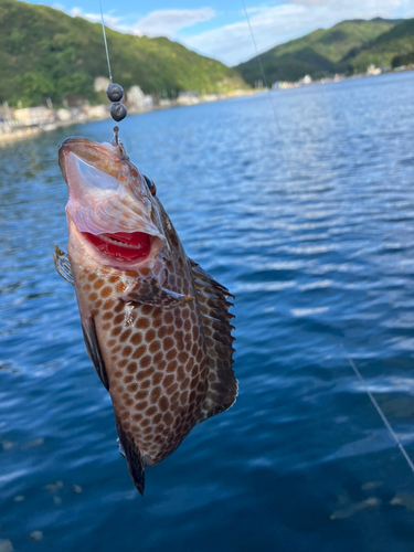 オオモンハタの釣果