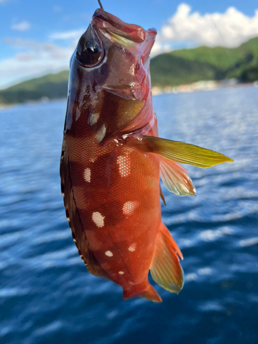 アカハタの釣果