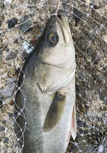 フッコ（マルスズキ）の釣果