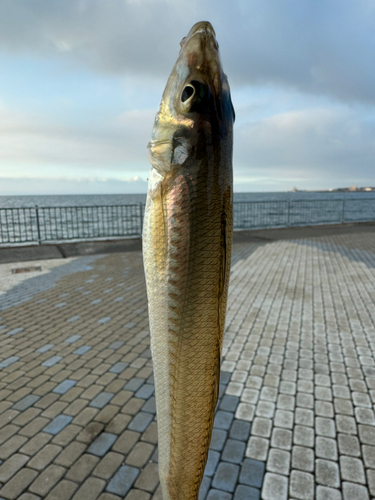 東京湾（アクアライン〜富津）