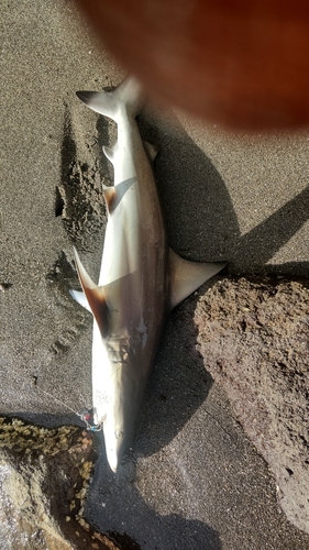 サメの釣果