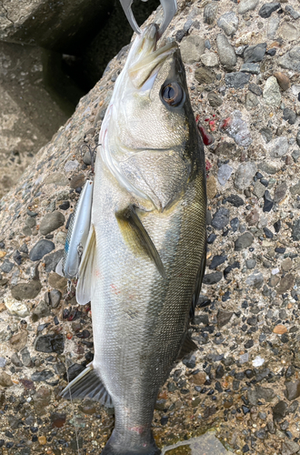 フッコ（マルスズキ）の釣果