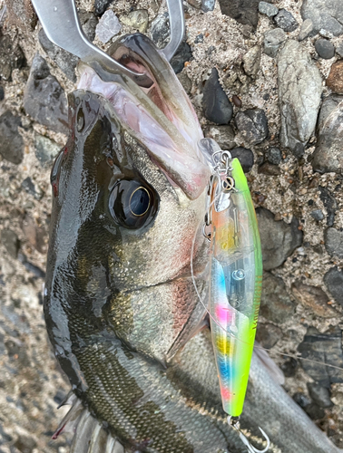 フッコ（マルスズキ）の釣果