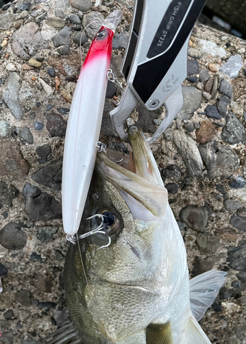 フッコ（マルスズキ）の釣果