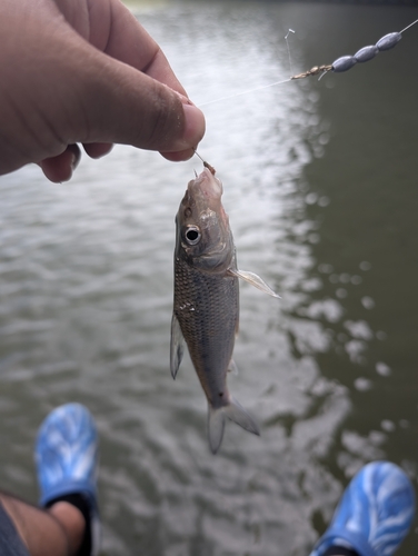 ニゴイの釣果