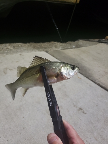 セイゴ（マルスズキ）の釣果