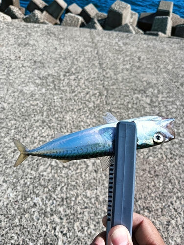 サバの釣果