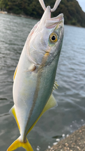 ツバスの釣果