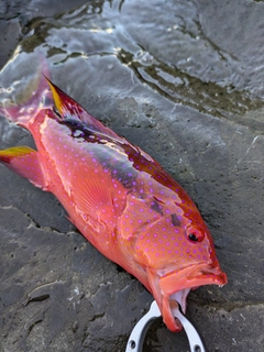 バラハタの釣果