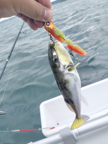 シロサバフグの釣果