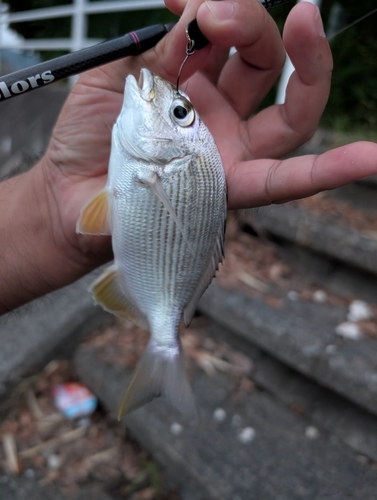 ヘダイの釣果